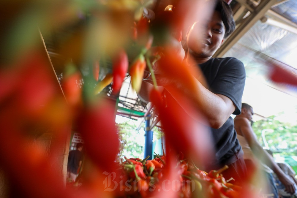  Harga Cabai Kompak Turun