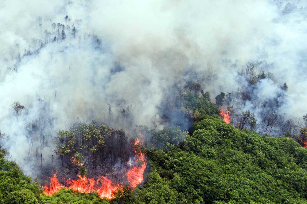  Pemerintah Tetapkan Riau Darurat Bencana Karhutla, Alami Dua Kali Kemarau Tahun Ini