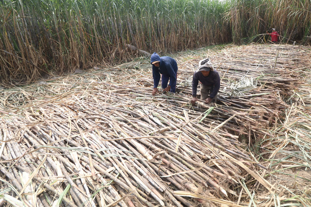  Jawa Timur Lini Terdepan Swasembada Gula