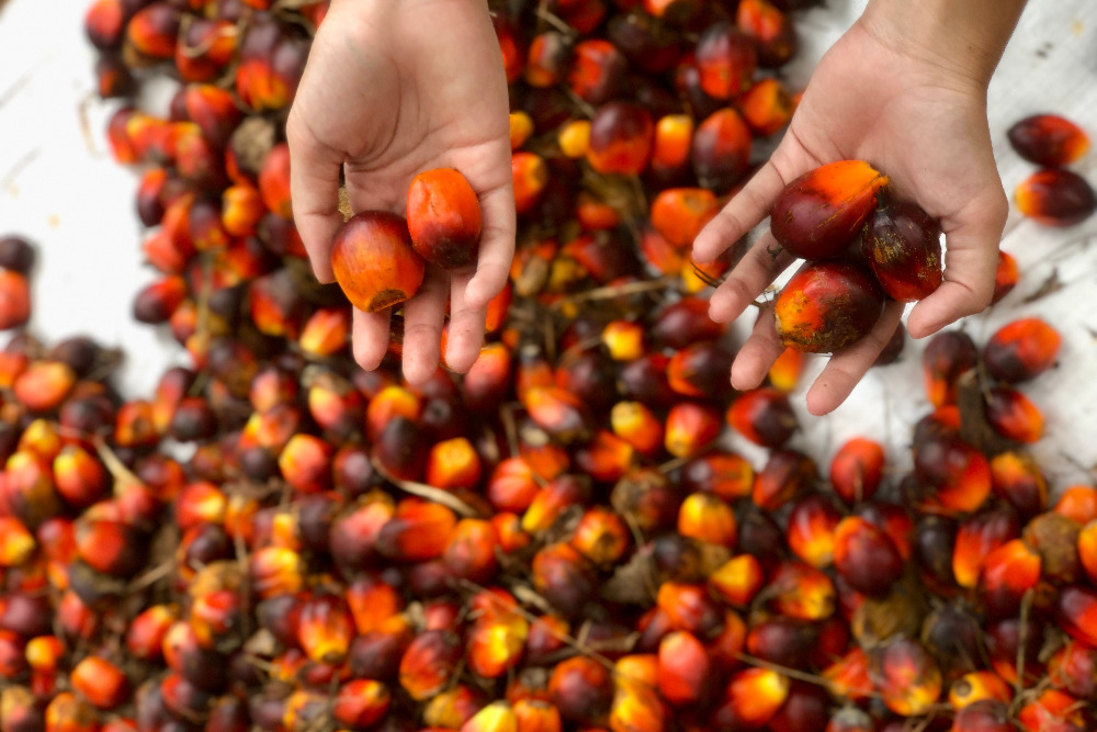 Harga Sawit Naik, Setoran Pajak Riau Tembus Rp3,12 Triliun