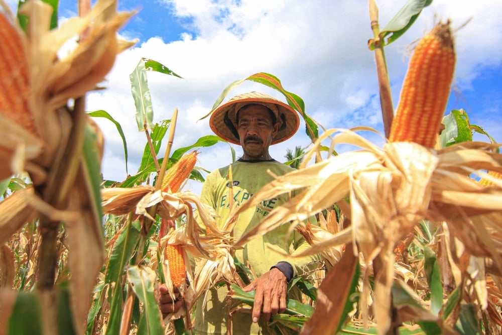 BPS: Produksi Jagung Diprediksi 8,07 Juta Ton Januari-Juni 2025