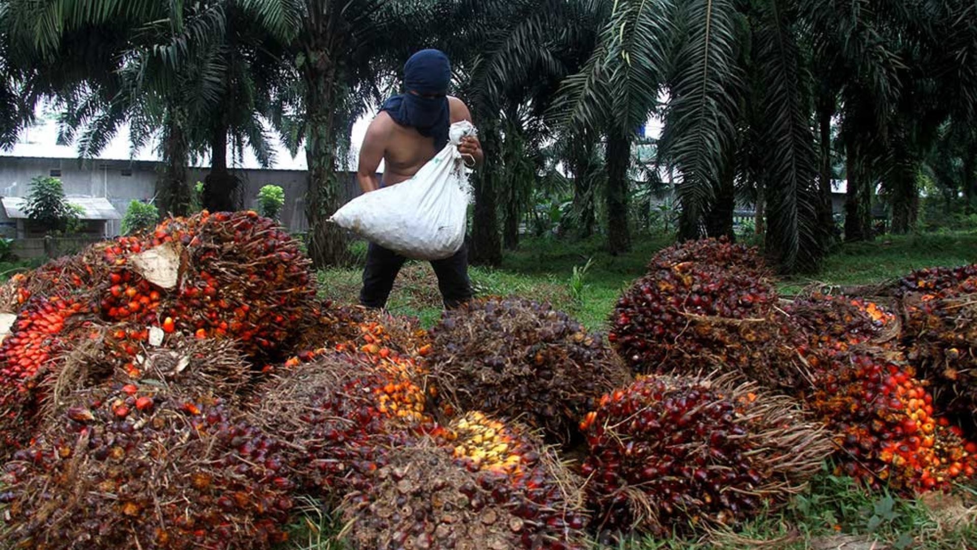 Palm Oil Industry: Indonesia Seeks New Export Markets