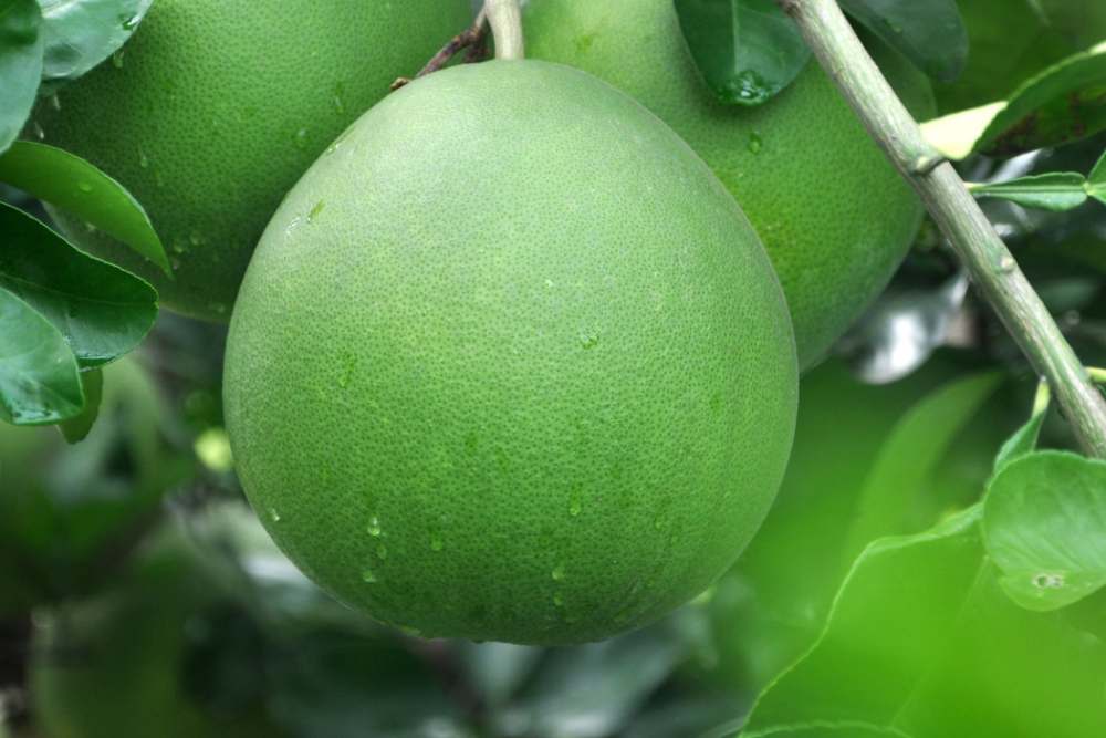  Buah-Buahan yang Bagus untuk Hati dan Bisa Cegah Penyakit Kronis