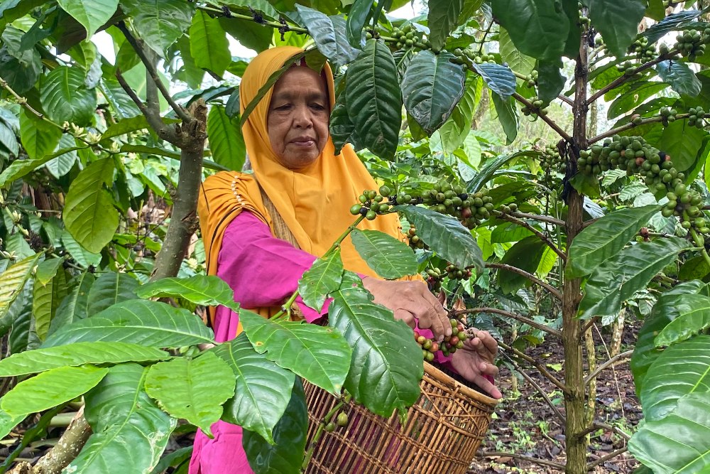 Nilai Tukar Petani di Sumsel Merosot 7,12% pada April 2025