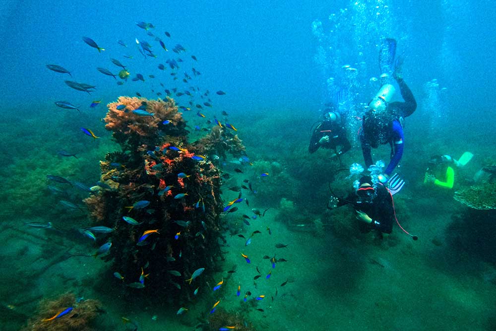  Pemulihan Ekosistem Bawah Laut di Pantai Bangsring Banyuwangi