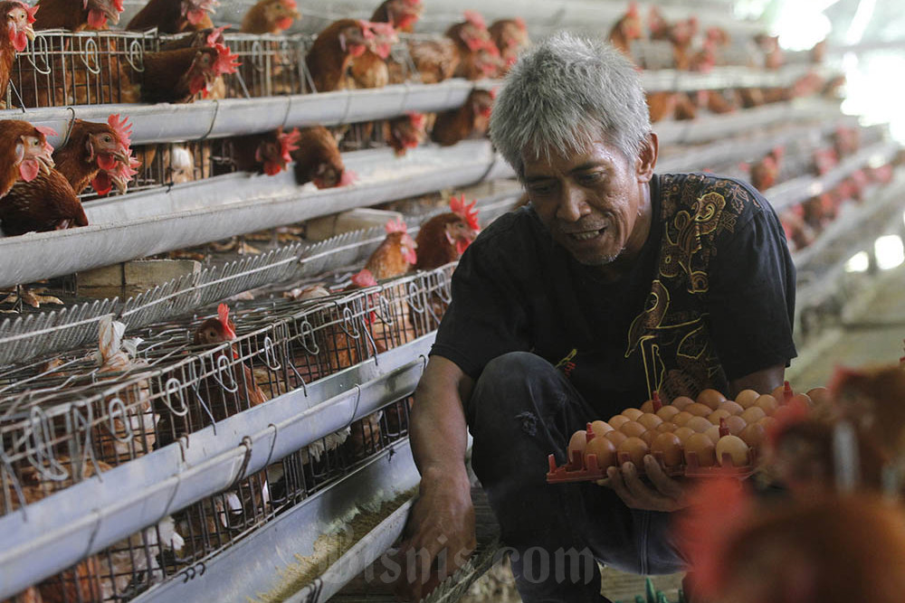 Peternak memberi pakan pada ayam ras petelur di Serpong, Tangerang Selatan. Bisnis/Himawan L Nugraha
