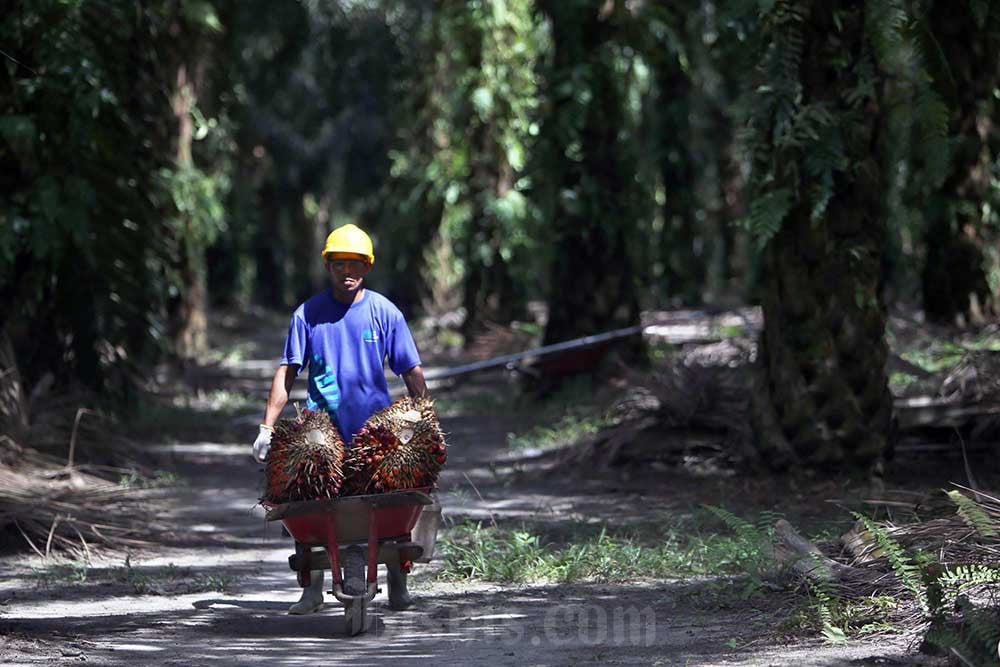 Emiten Sawit (SSMS) Cetak Laba Bersih Rp341 Miliar Kuartal I/2025