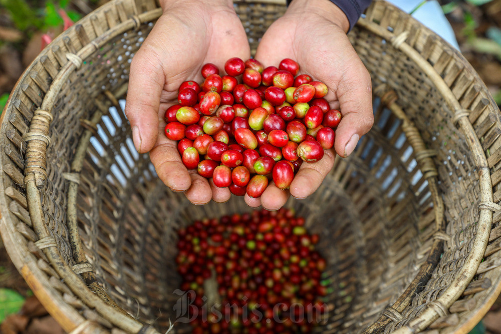  Produksi Kopi Peserta Pembinaan Bakti BCA Meningkat Dibandingkan Dengan Sebelum Pembinaan