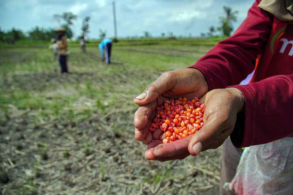  Petani di Jawa Timur Mulai Mengganti Tanaman Padi dengan Palawija Untuk Mengantisipasi Musim Kemarau