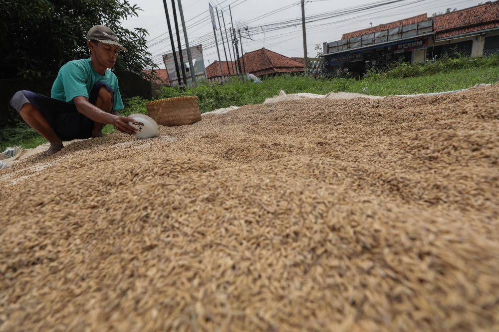 Perpadi Usul Harga Pembelian Gabah Kering Giling (GKG) Rp8.000 per Kg