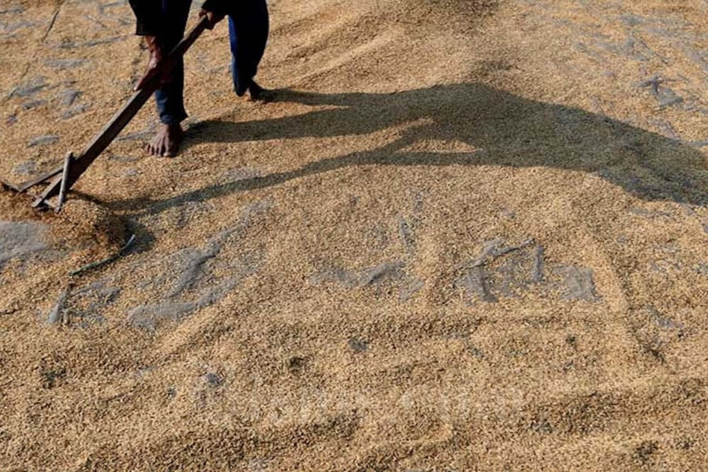 Petani Minta Harga Gabah Kering Panen Naik Jadi Rp7.000 per Kg