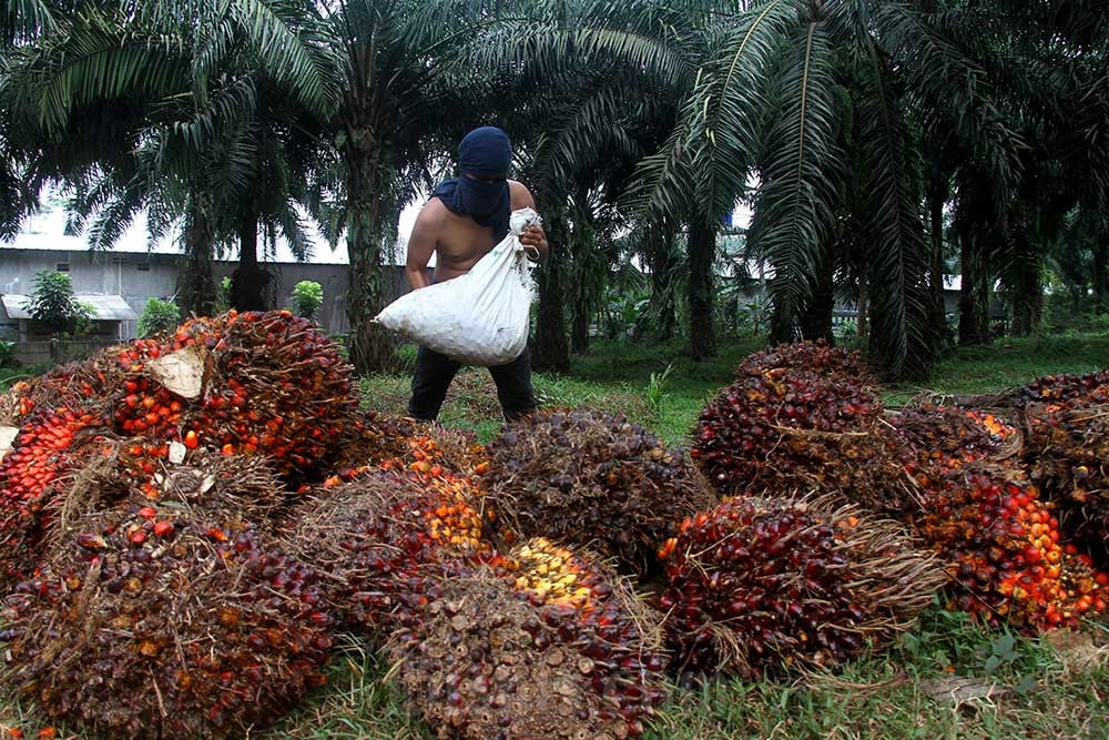 Terus Anjlok, Harga TBS Sawit Sumut Hari Ini Sentuh Rp3.376 per Kilogram