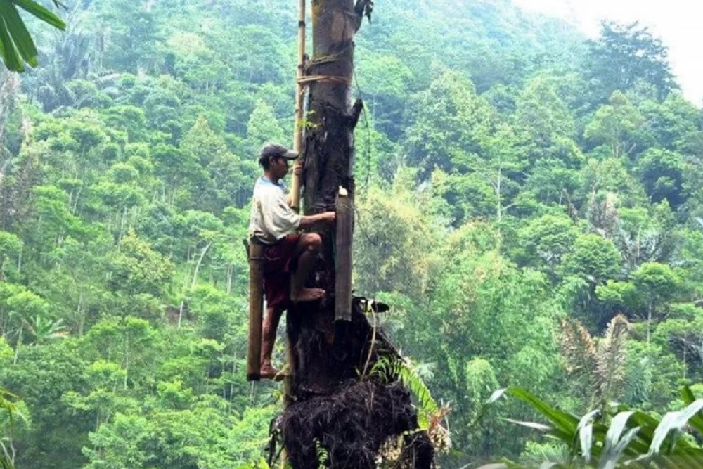  Potensi Tanaman Aren di Sumsel Belum Dilirik