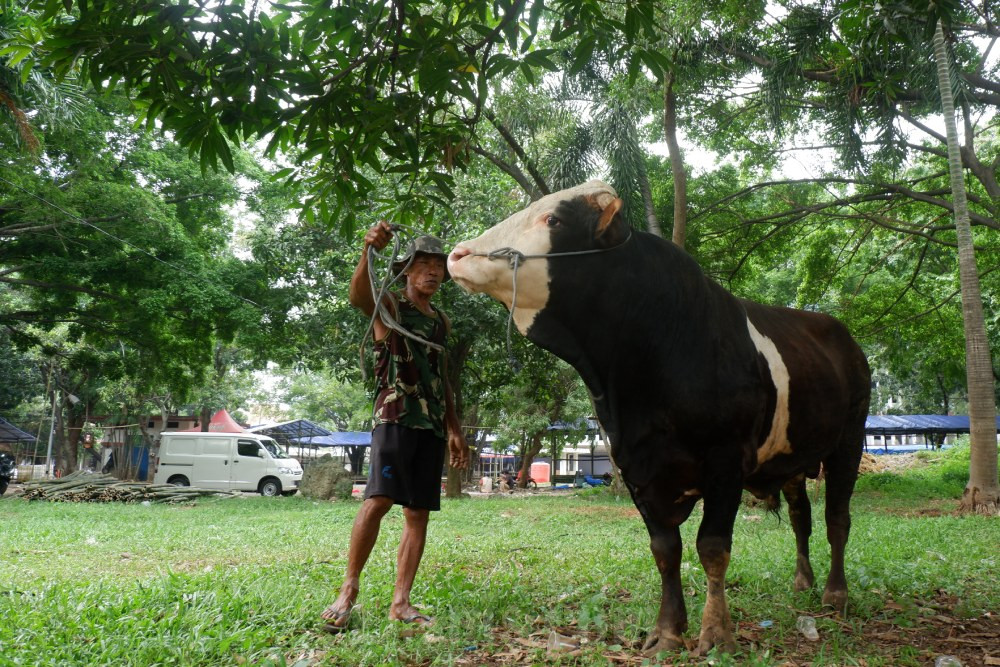  Maraknya Penjualan Hewan Kurban Jelang Idhuladha