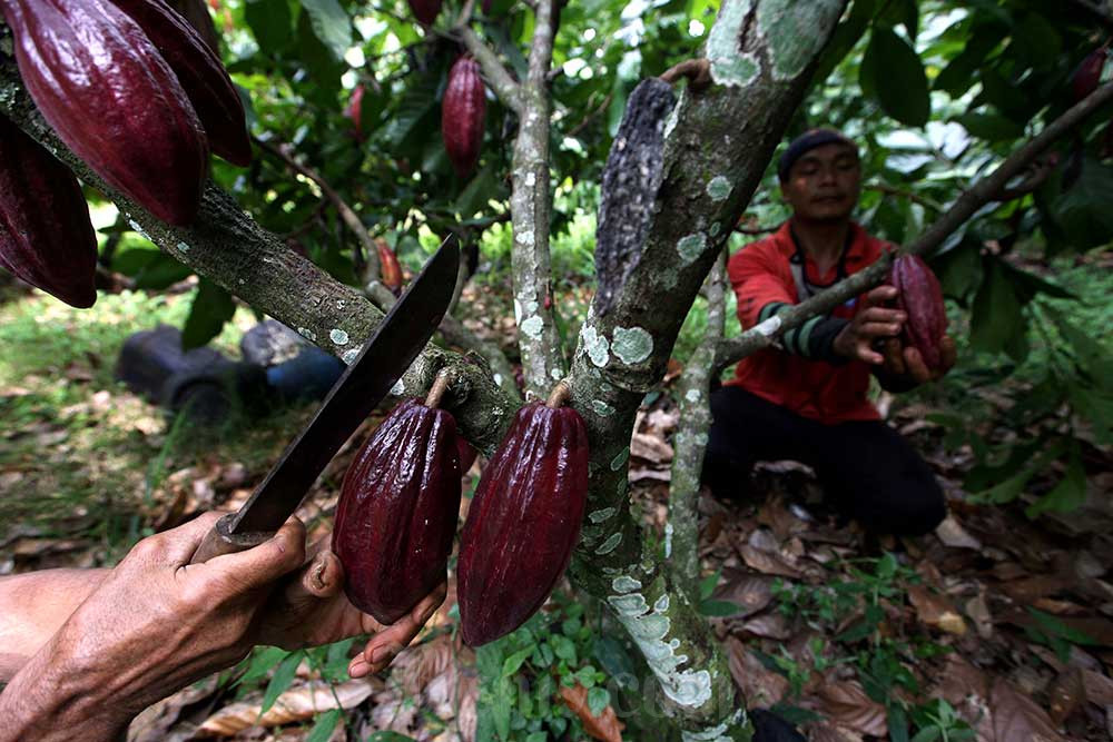  OJK Dorong Perbankan Sulsel Fokus Biayai Pengembangan Kakao