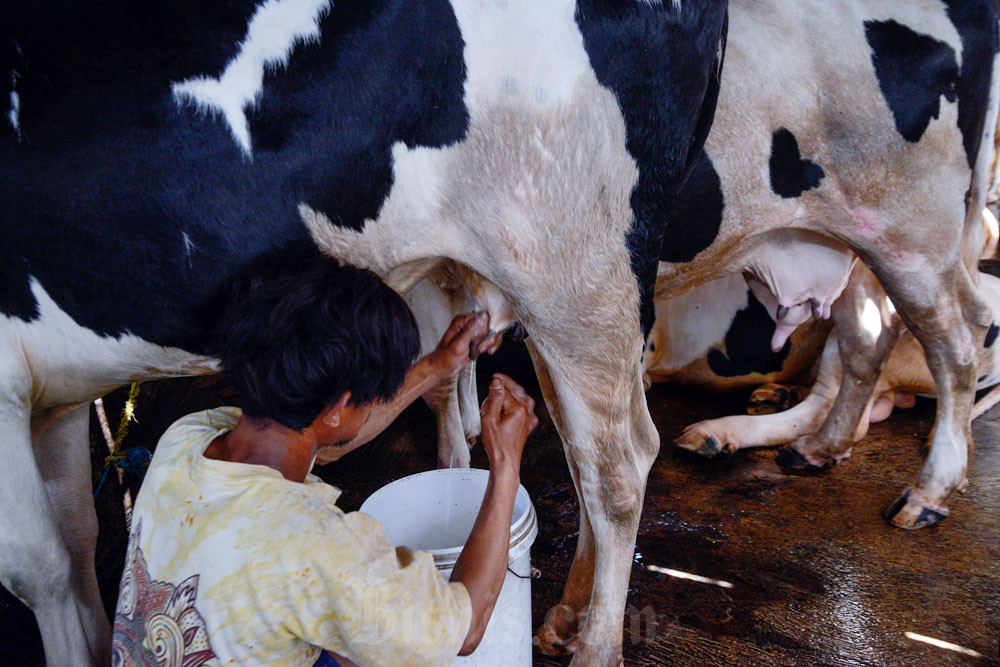  Impor Susu RI Didominasi Selandia Baru, AS Ngebet Masuk