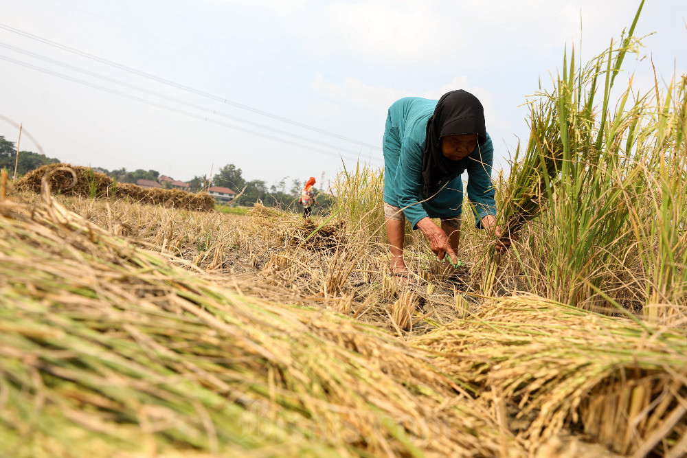 Kadin Soroti Anjloknya Harga Beras Dunia, Petani RI Terdampak?