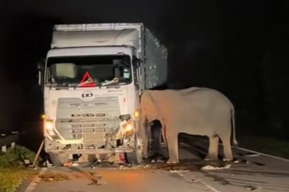  Gajah Tertabrak Truk di Malaysia, Viral Sampai ke Indonesia