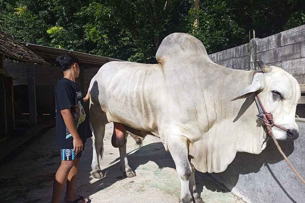  Penampakan Sapi Kurban Prabowo Subianto yang Berbobot Hampir 1 Ton