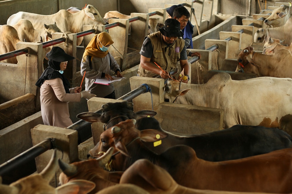  Ketersediaan Hewan Kurban di Sumsel Tahun Ini Capai 73.000 Ekor