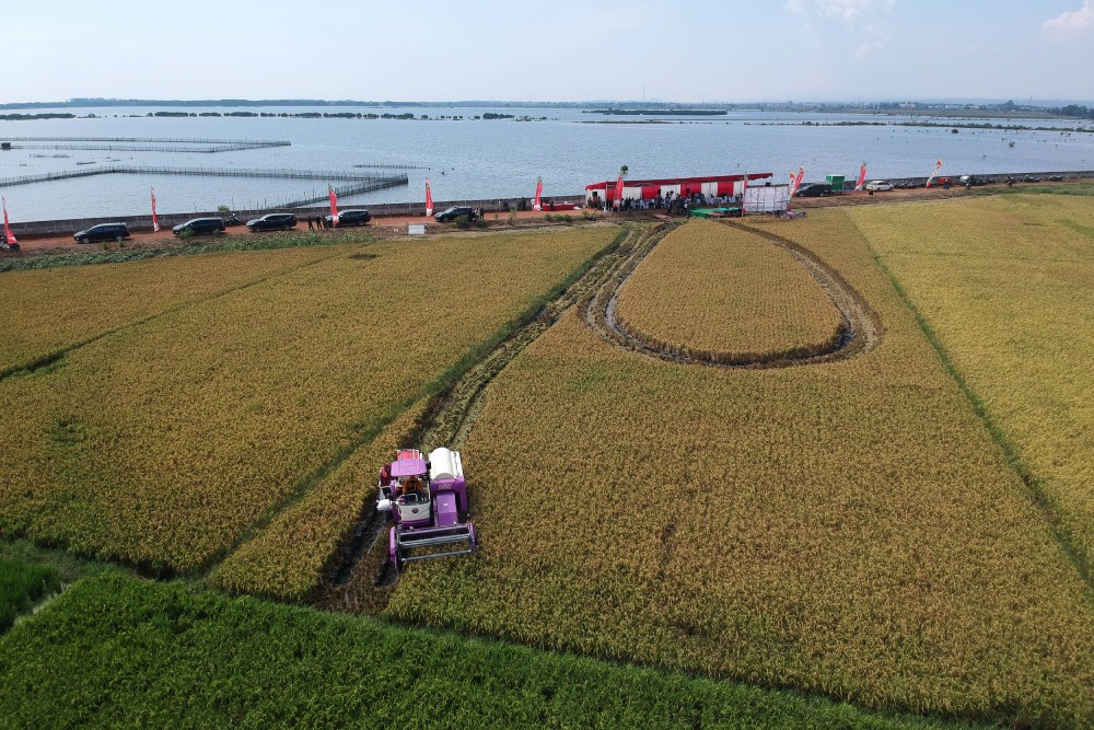  Panen Padi perdana di Lahan eks Terdampak Rob