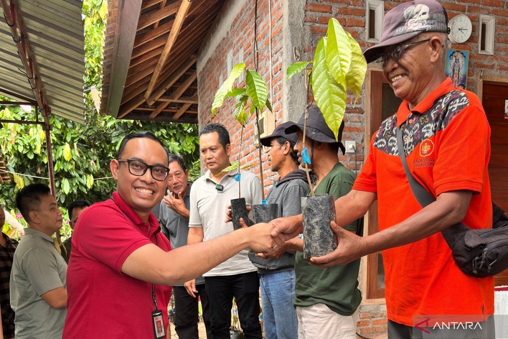  Pembiayaan Pengembangan Kakao di Jembrana Terealisasi Rp1,39 Miliar