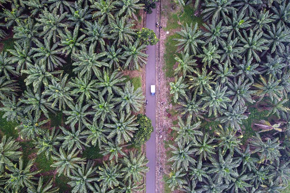 Harga TBS Sawit Sumut Hari Ini Turun Lagi, Tertinggi Rp3.311 per Kg
