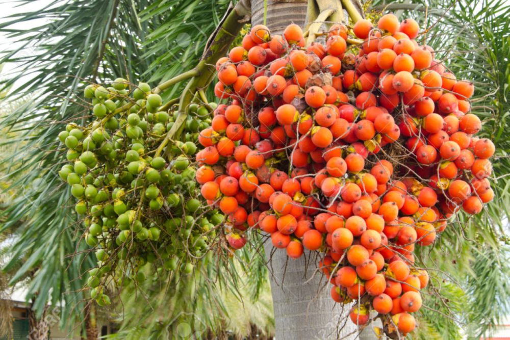  Harga Komoditas Pinang di Sumbar Anjlok, Tersulut Perang India-Pakistan?
