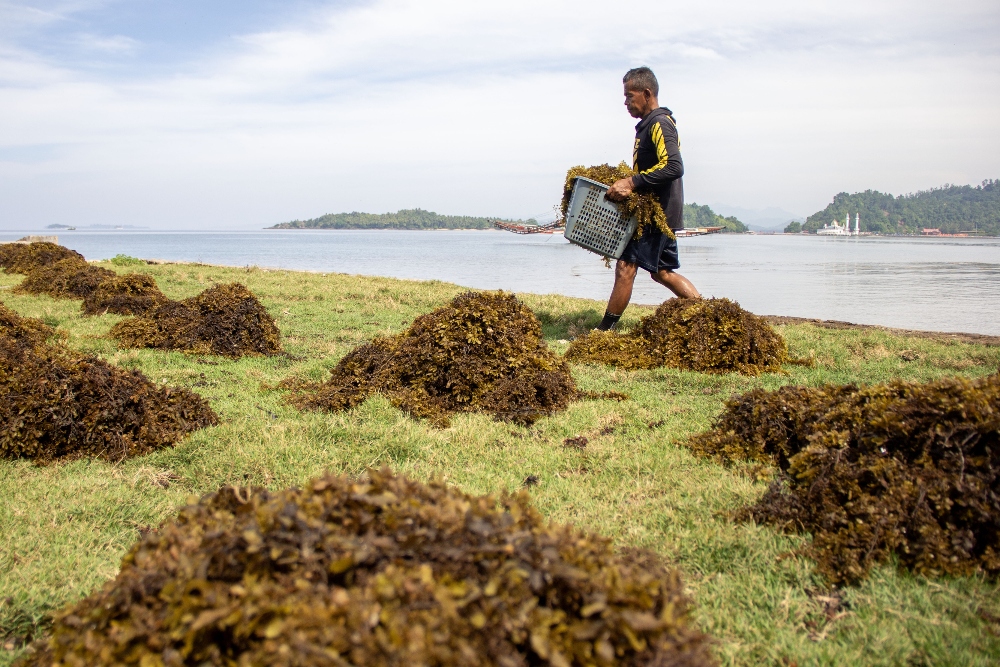 Menangkap Karbon Lewat Budi Daya Rumput Laut