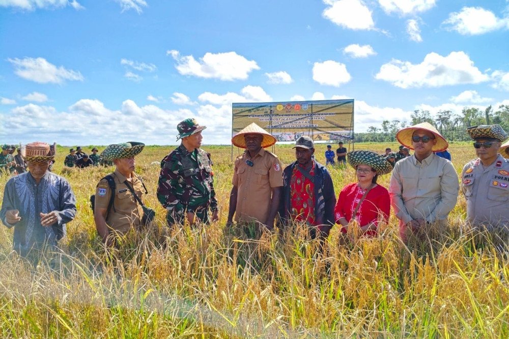 Panen raya di Lumbung Pangan Nasional, Kampung Wanam, Papua Selatan./Istimewa