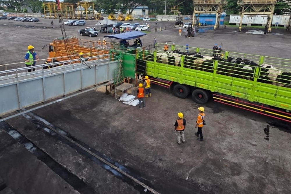  Barantin Cek 1.138 Sapi Asal Australia di Tanjung Intan Cilacap