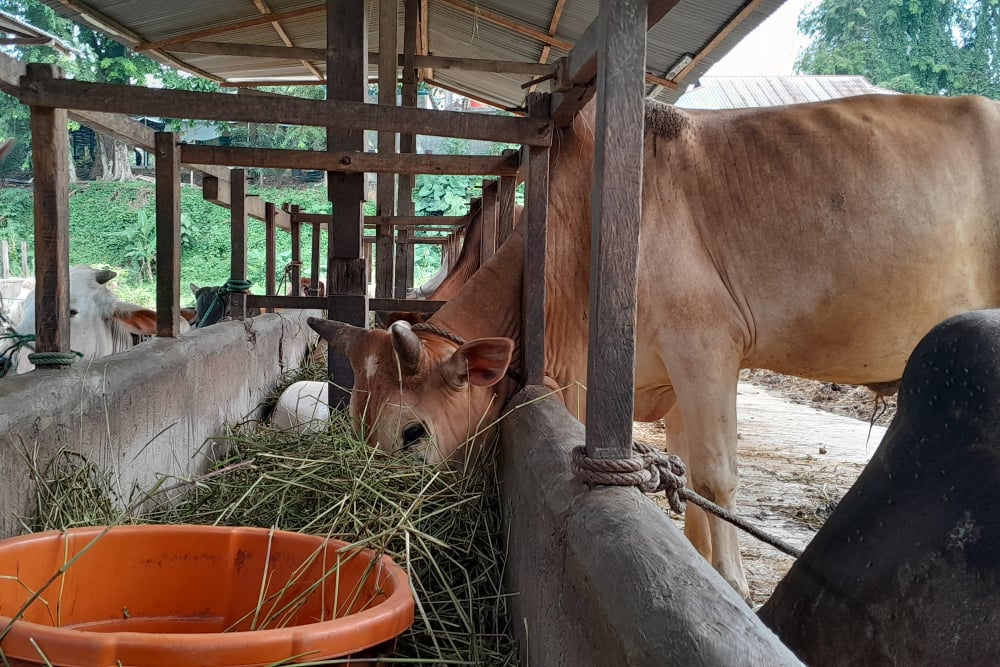 Sapi untuk kurban di Medan, Minggu (16/6/2024). - Bisnis/Delfi/K68