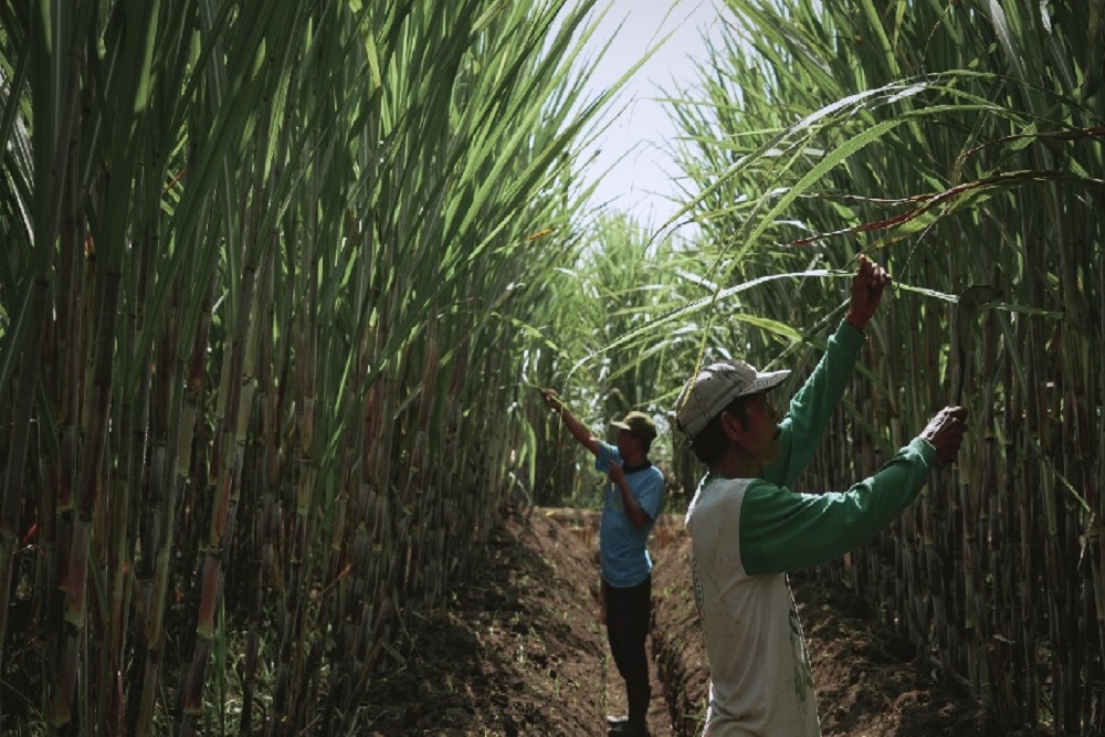  SGN PG Kwala Madu Targetkan Giling 270.000 Ton Tebu pada 2025