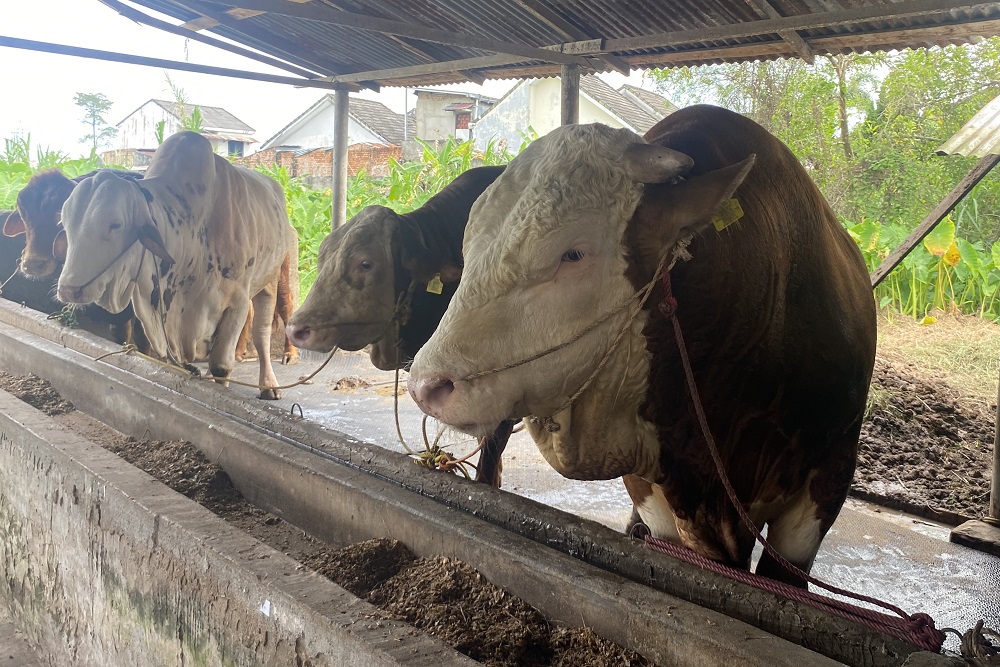  Blembo, Sapi Kurban Presiden di Sumsel yang Miliki Berat 1,01 Ton