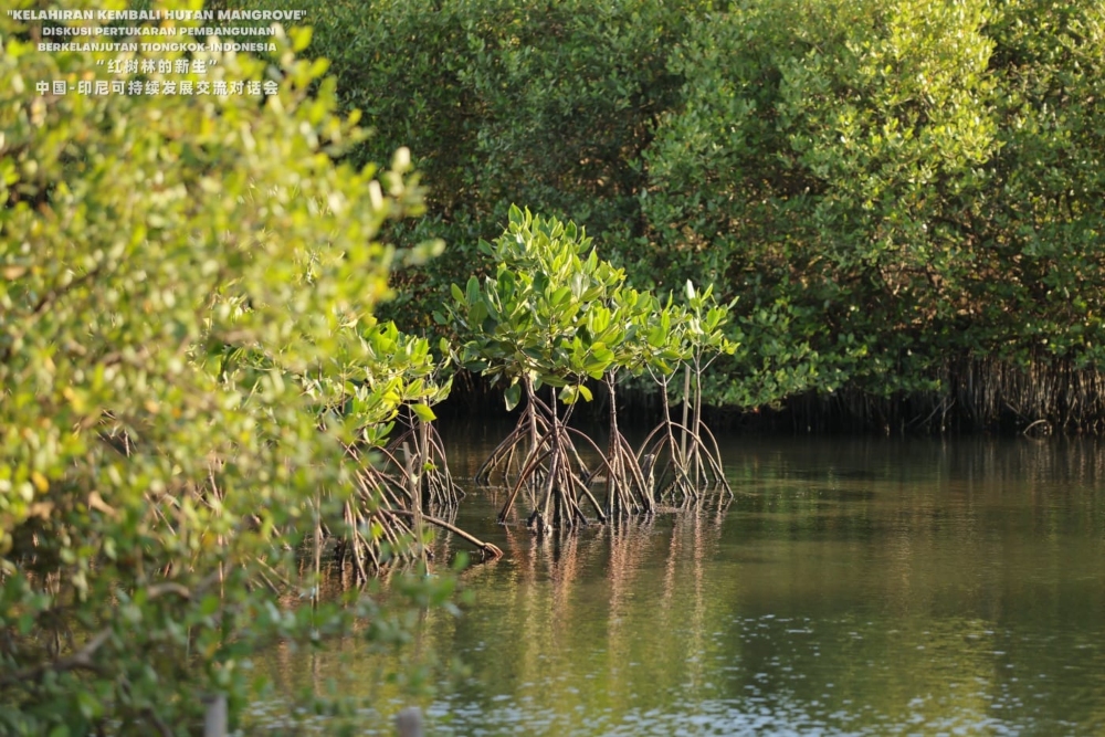  China Energy Investment Group Kembangkan Hutan Mangrove di Area PLTU Jawa 7