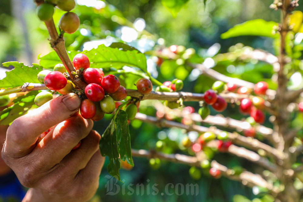  Badan Riset Buleleng Mulai Pengembangan Komoditas Kopi