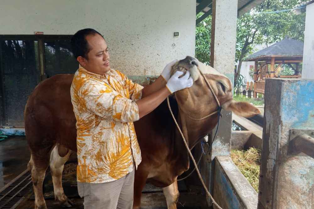  Kiat Memilih Hewan Kurban yang Sehat dan Tepat versi Akademisi