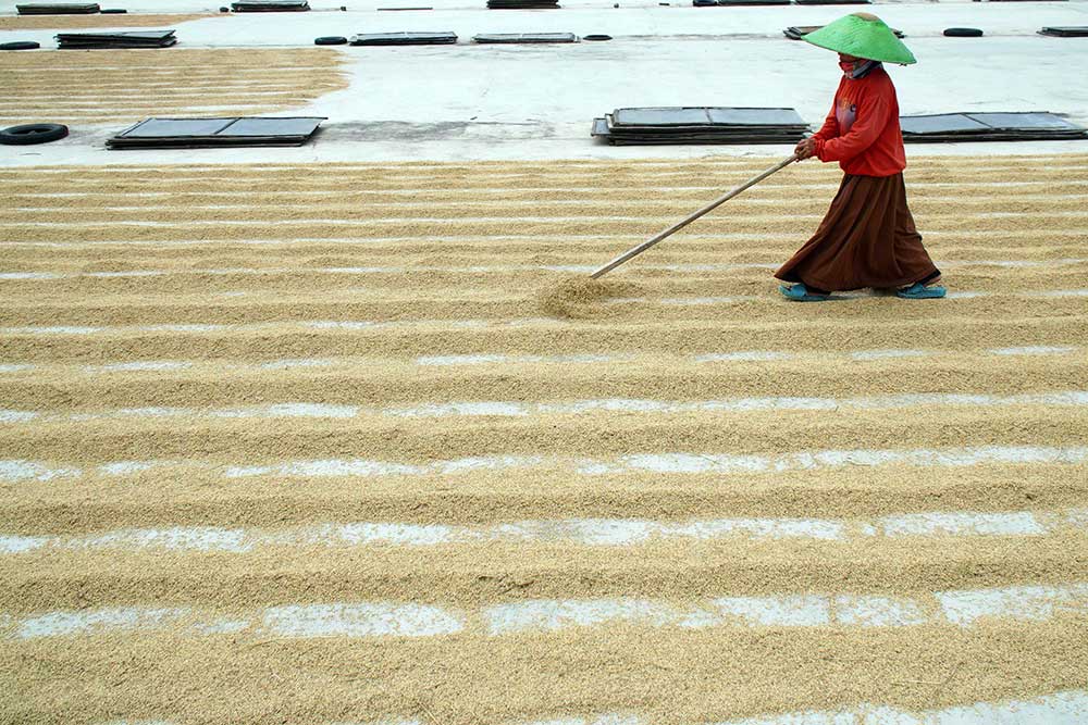  Pemerintah Berkomitmen Menjaga Harga Gabah Kering Panen di Tingkat Petani Sebesar Rp6.5000 Per Kilogram