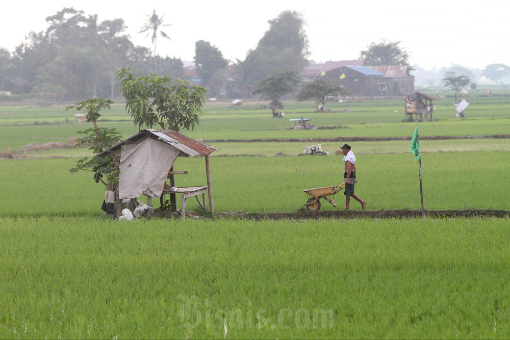  Didominasi Lahan Rawa, Tanaman Padi Sumsel Tak Terancam Saat Kemarau