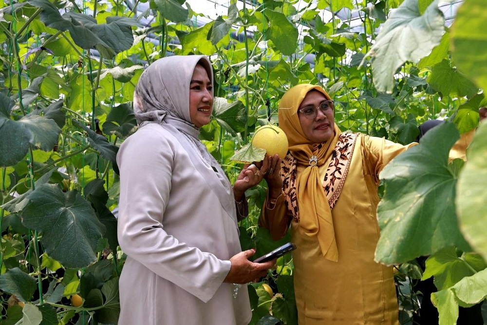  Ekowisata di Tanah Datar, Bisa Panen Melon Hasil Budi Daya Smart Screen House