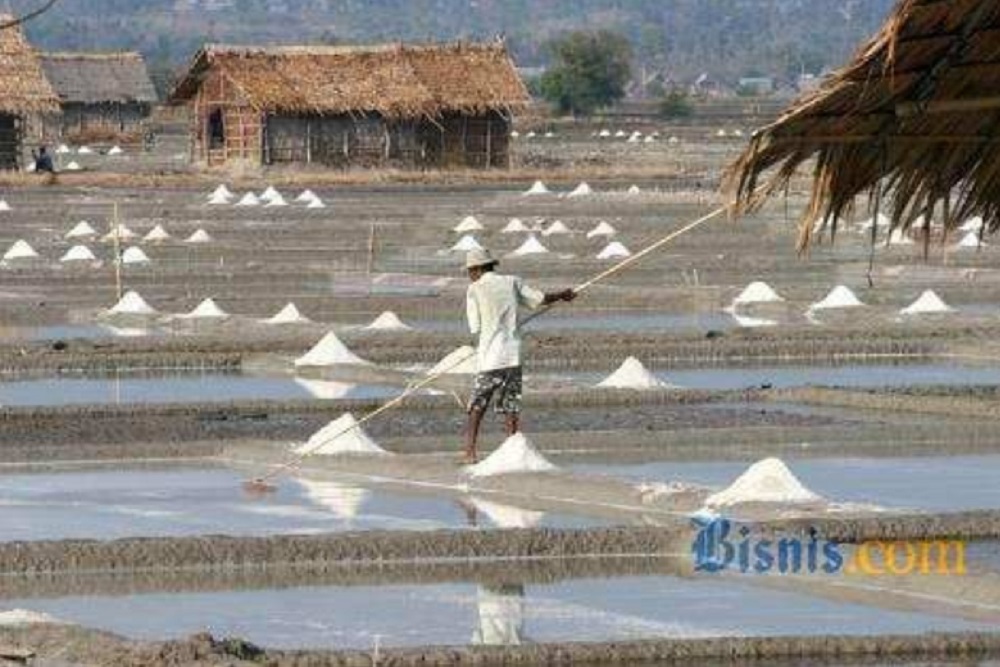  Jumlah Petambak Naik, Produksi Garam Cirebon Justru Merosot