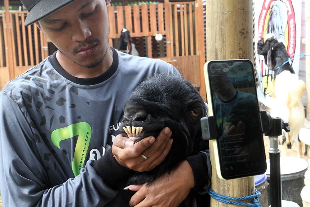  Penjualan Kambing Kurban Live Streaming di Malang
