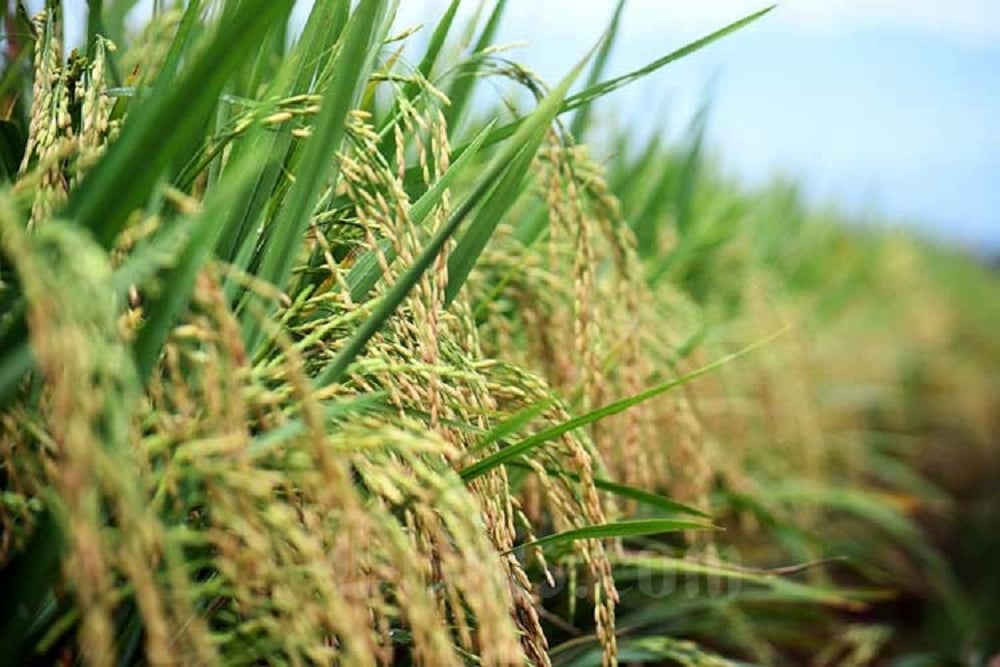 Produksi Padi Sumsel Hingga Juni Diperkirakan Meningkat 11%