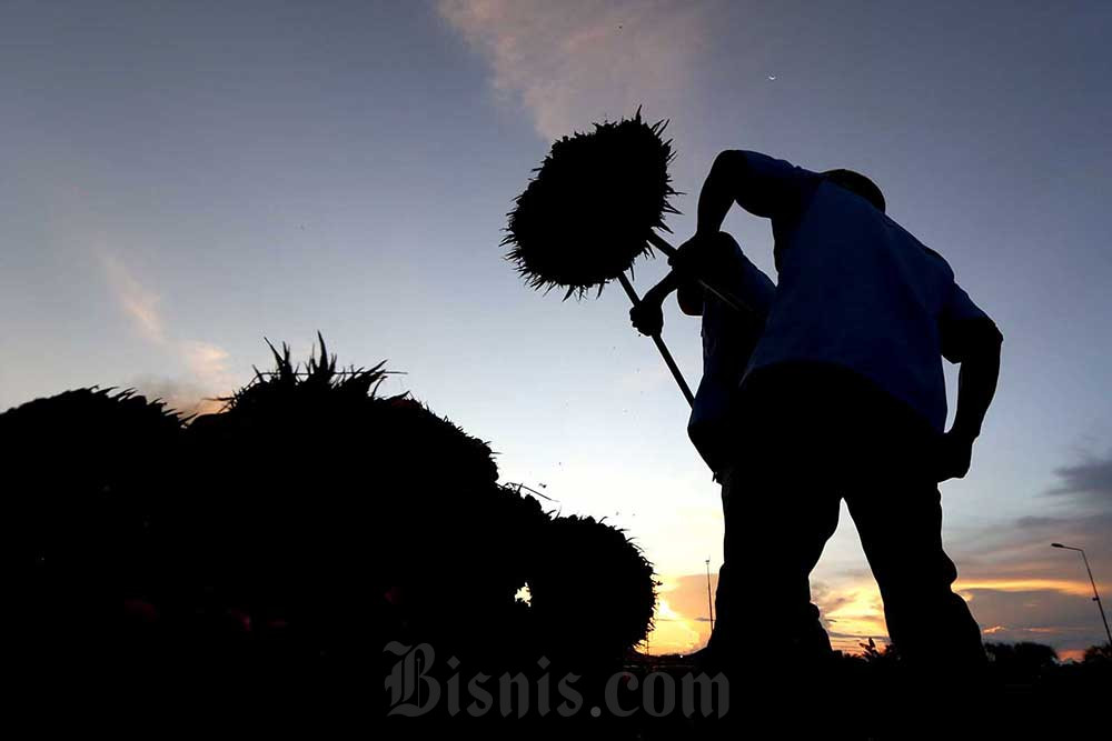  Harga TBS Sawit Sumut Hari Ini (30/5) Terkoreksi Lagi, Tertinggi Rp3.372,71 per Kg