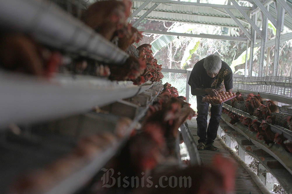  Menadah Tebaran Dividen Jumbo Emiten Unggas JPFA, CPIN Cs