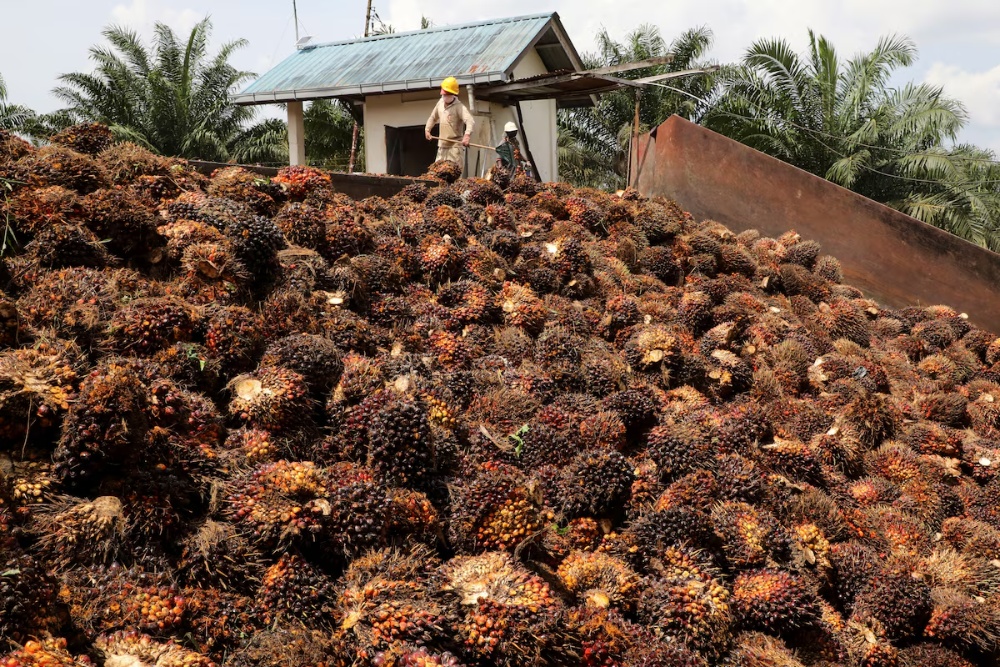 Pekerja mengangkut tandan buah segar (TBS) sawit di perkebunan Slim River, Malaysia./Reuters-Lim Huey Teng