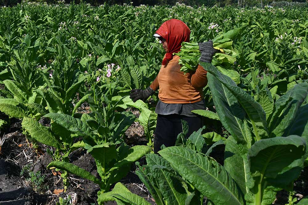  RI Perlu Jaga Industri Tembakau dari Invertensi Asing