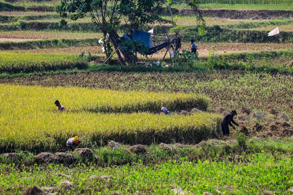 Jelajah Daulat Pangan 2025: Tantangan Penanaman Hortikultura di Karawang