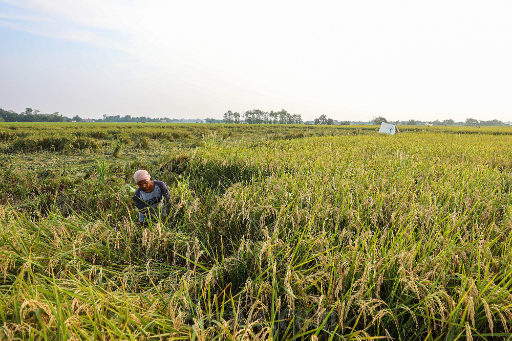  Pemerintah Dorong Petani Padi Panen Tiga Kali Dalam Setahun Untuk Mencapai Target Produksi Gabah Kering