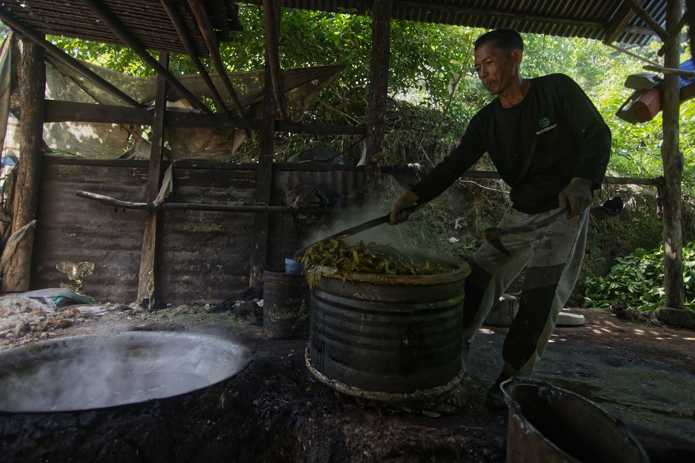  Awal Juni 2025, Harga Komoditas Gambir di Sumbar Mulai Membaik